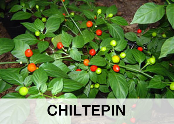 Chiltepin