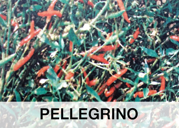 PELLEGRINO