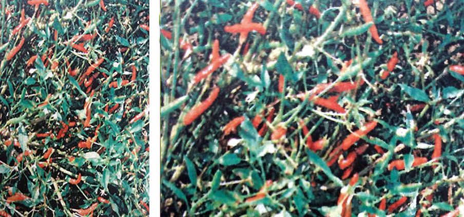 Pellegrino - Capsicum Annuum