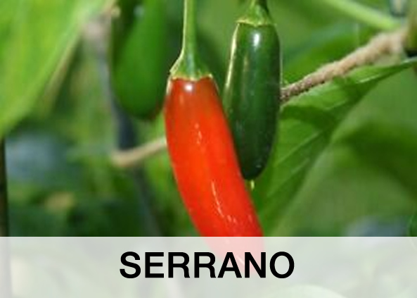 Serrano