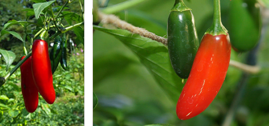 Serrano Red - Capsicum Annuum