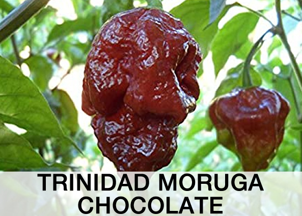 Trinida Moruga Scorpion Chocolate