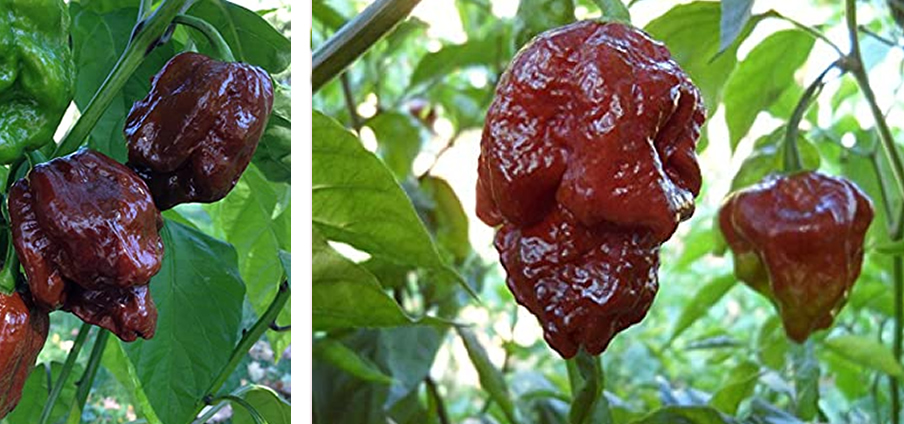Trinidad Moruga Scorpion Chocolate - Capsicum Annuum